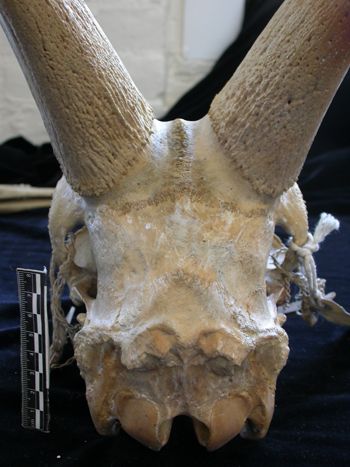 Media type: image;   Mammalogy 25355